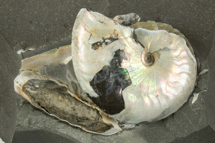 Iridescent Ammonite (Aconeceras) Fossil #243285